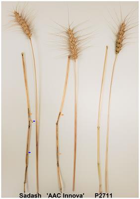 QTL analysis identified two major all-internodes solidness loci from a completely solid-stemmed spring wheat line